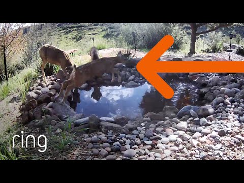 Excited Fawn Couldn't Hold Itself Back While at the Pool | RingTV