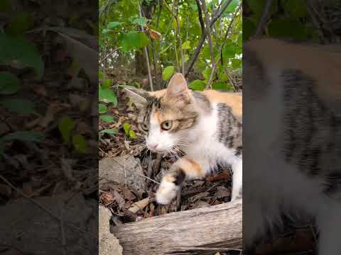 Гуляю сам по себе #кот #cat #shorts