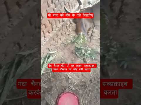 गौ माता को नीम के पत्ते मिलादिए #13million #cow #farming #100millon #gaumata #bull