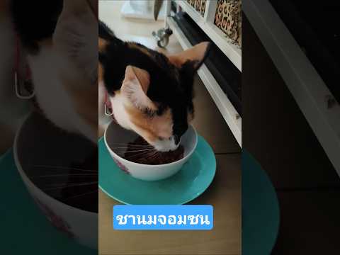 กระดิกหางนิดเดียวเอง#แมวน่ารัก