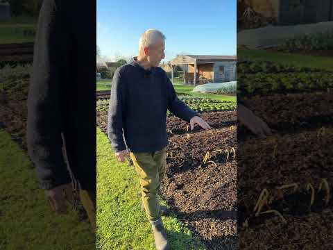 Mulching No Dig Beds for Winter & Spring | Compost, Woodchip & Soil Care