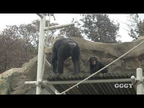 서울대공원 아기 침팬지 '아자' ( 26 Months Baby Chimp '<strong>AJA</strong>' )
