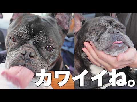 愛犬と町田アウトレット散歩