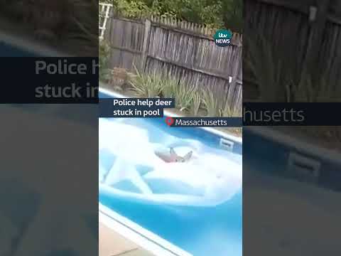 Police help deer stuck in pool 🦌 #ITVnews #deer