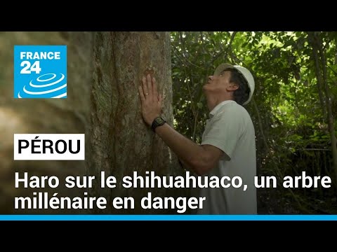 Pérou : haro sur le shihuahuaco, un arbre millénaire en danger • FRANCE 24