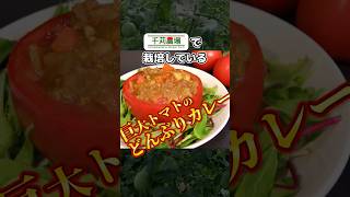明日の実り  #農家 #農業 #トマト