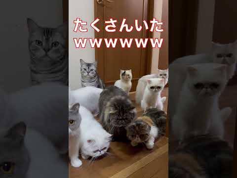 #謎の扉 #猫ホイホイ #キャットグルーマー協会神戸 #みーちゃん先生