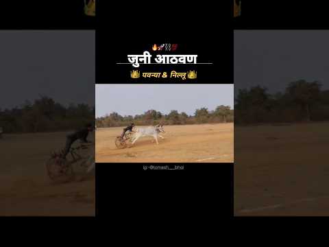 पवन्या & निल्लू.(मोहगाव) जुनी आठवण..!!#bailgada #bullfarm #bailgadapremi #love #bakasur