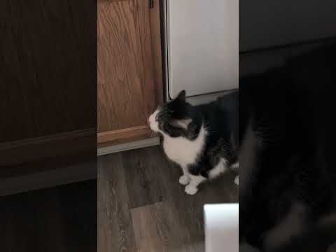 #talkingcat #catshort #viralcats