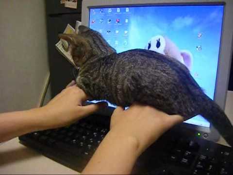 Video: Katėms visur gerai - bet ant šeimininko klaviatūros- geriausia.