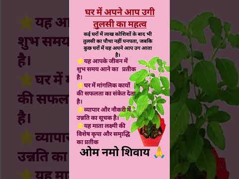 घरमे उगी तुलसी का महत्व#shortfeed #deepawali2025 #diwali2025 #dhanterasfestival #vastutips #vastu