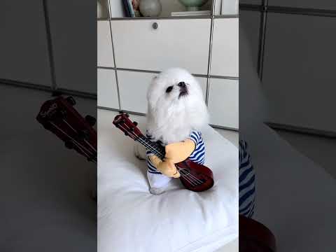 Pomerania canta encanta
