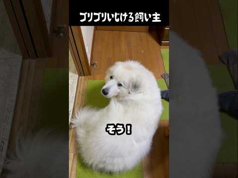 飼い主をめっちゃいじけさせる愛犬 #greatpyrenees #癒し #大型犬のいる生活 #大型犬と暮らす #大型犬 #グレートピレニーズ #犬のいる生活 #愛犬 #可愛い