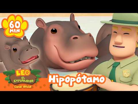 ¿Hipopótamos hambrientos encuentran comida? | Día del Hipopótamo | Leo, El Explorador | Animación