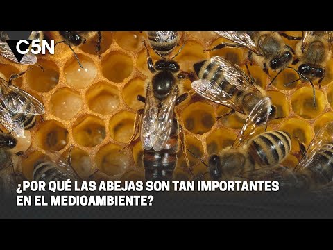 ¿Por qué las ABEJAS son CLAVE para el MEDIOAMBIENTE?