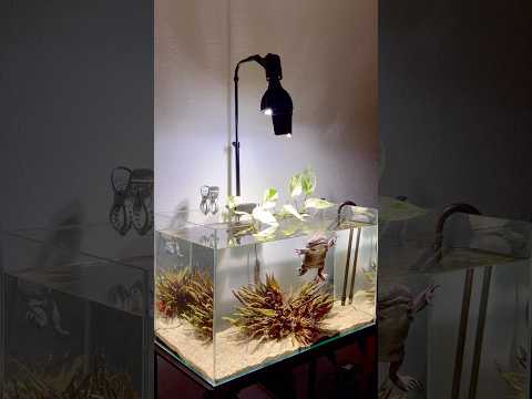 泳ぐでっかいカエルはいつ見ても嬉しい