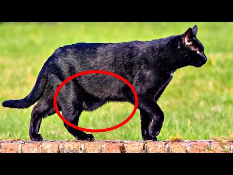 ALERTA 🚩 Bolsa primordial en gatos: por qué parece grasa, pero es otra cosa...