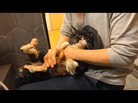 猫のシャンプーはこれ一択