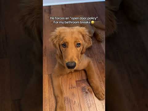 This dog is getting too controlling 😅 サムネイル