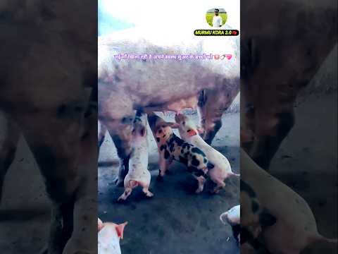 New Mum Feeding! Healthy piglet🐷🍼💖 || M MURMU KORA VLOG #farming #pigfeed #shorts #shortvideo