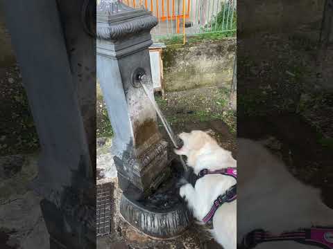 Fa lo stesso suono #minecraft #minecraftshorts #goldenretriever #cutedog #pets #fyp #funnyvideo