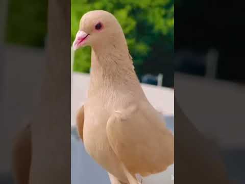 Brown Kabootri #haryanvisong#haryanvi #dance #viral #pigeon #kabootar #birds #kabutar #haryanvidance