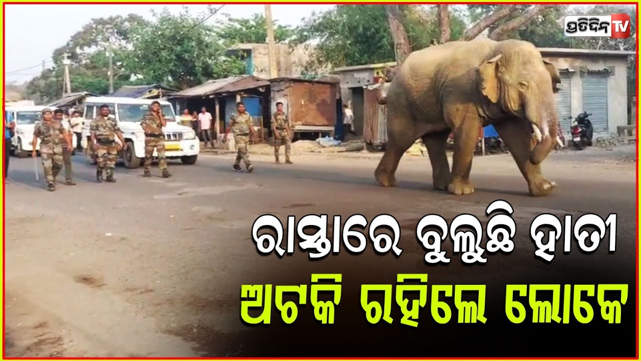 ଭଦ୍ରକ ସହରର ରାଜରାସ୍ତାରେ ଗଜରାଜ୍ , ଭୟରେ ଅଟକିଛନ୍ତି ଯାତ୍ରୀ। l Elephant terror in Bhadrak