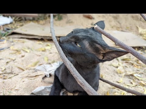 Kittens and blissful morning  |  smelling good 😵‍💫