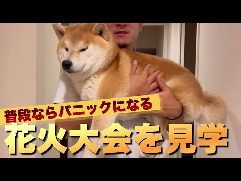 柴犬こむぎが花火の音に震える原因と克服のポイント」}#json```40,79,69,70,96,startsWith,います,花火の音に… サムネイル