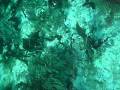 divemasterXD