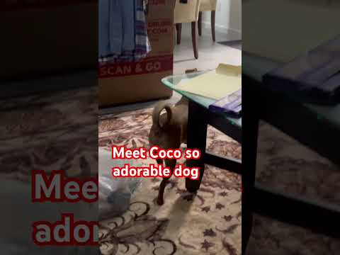 Meet Coco  so adorable dog #shorts