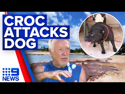 Dog survives attack  …