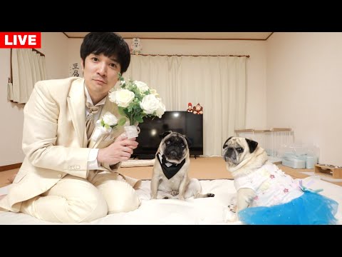 【生配信】豆腐&まきちゃんの結婚披露宴会場はこちらです