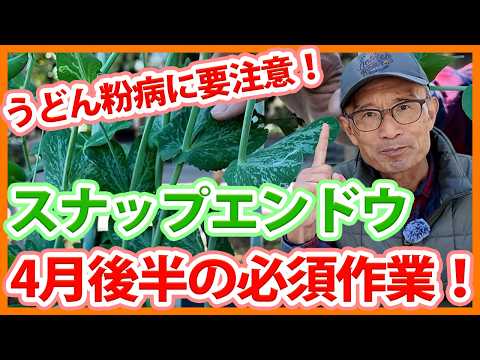 家庭菜園や農園のスナップエンドウ栽培で4月の必須作業！うどんこ病対策とスナップエンドウの育て方！【農家直伝】