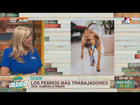 Vamo Arriba - Se aprobó ley para permitir mascotas en edificios