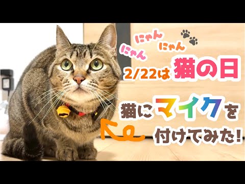 今日は猫の日！猫の首輪にマイクを装着してみたら可愛い音が撮れたよ。