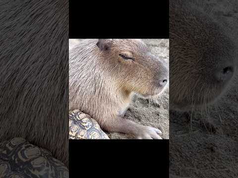 一緒にいられる毎日がたからもの【Capybaras spending irreplaceable time together】 #capybara #カピバラ #cute