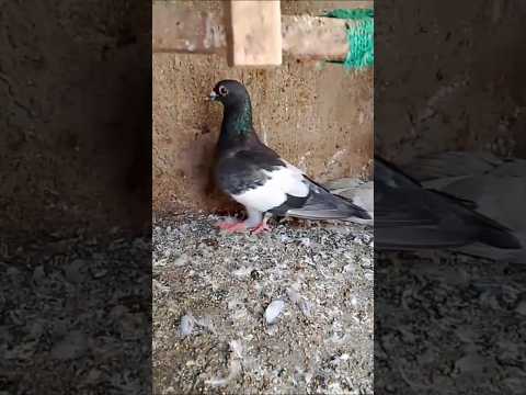 Babra Gandedar😍❤️#kabootar #shorts