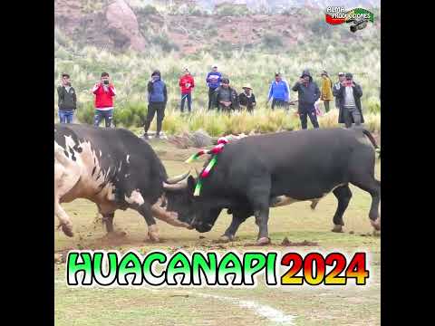 Pelea de Toros HUACANAPI 2024, Avance#shorts  #carnavaltradicional #costumbresandinas