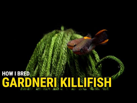 How I Bred Gardneri Killifish at Home My lizard brain thinks that killifish are snakes. True story. 

In this video I'll cover my approach
