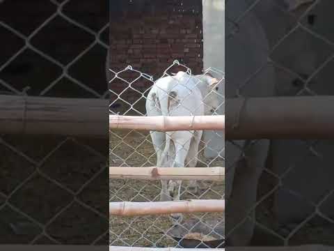 cute baby 🐄 👌 season 2027