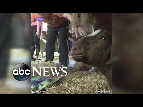 Detroit-based nonprofit holds 'goat yoga' fundraiser