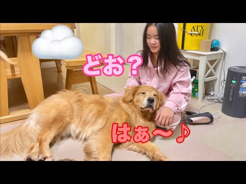 姉のマッサージで、どんどんおっさんへと変化していく大型犬クッキー【ゴールデンレトリバーとミニチュアダックスフンド】