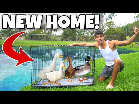 Transferring ALL My PET DUCKS To DREAM HOME!! In this video, We catch all our ducks and transfer them over to their dream home!! Enjoy!

The Veezy