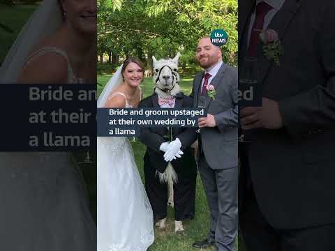 Newlyweds upstaged at their own wedding by a Llama 🦙 #itvnews #llama #wedding #bride