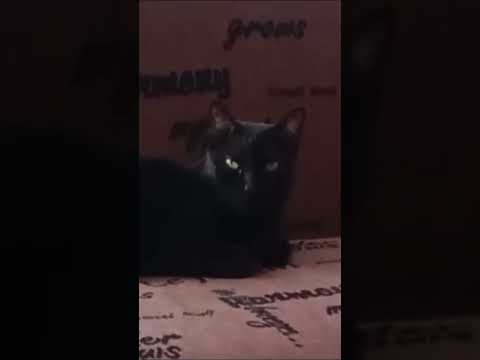 Si Pudiera Crear Algún Invento #reels #cat #viralvideo #gatos #humor #love #pets #bagheera #dinero