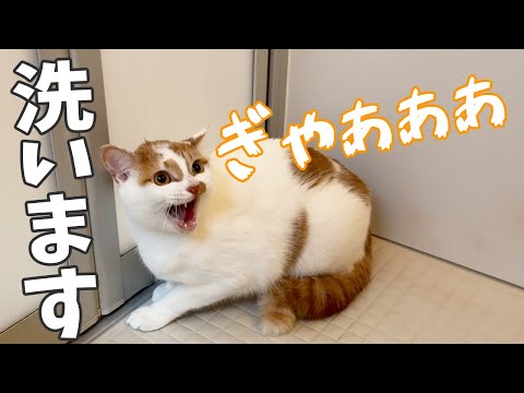 猫の動画サムネイル - 今回も怪獣になってシャンプー頑張ります！！