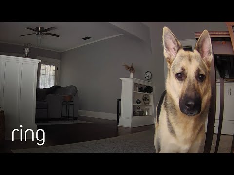 German Shepherd’s Adorable Reaction to Hearing His Owner’s Voice Over Ring! | RingTV