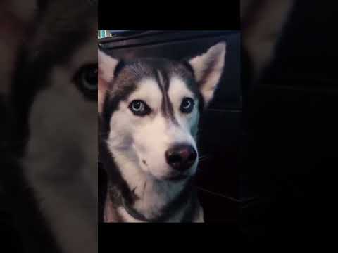 funnydogs#cute#doglover#doglife#cure#dogshorts#pet#doglife#dogshorts