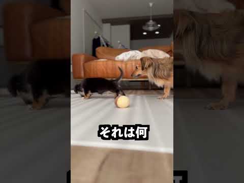 生まれて初めてのおもちゃ遊びが絶望すぎた!